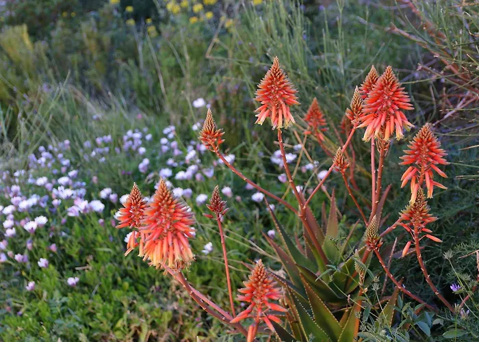 Vereniki Andros Batsi